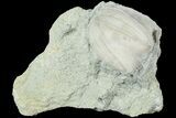 Blastoid (Pentremites) Fossil - Illinois #184098-1